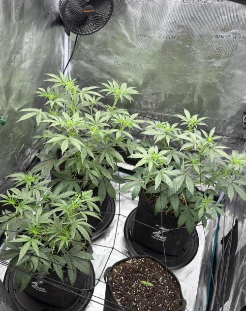 ｆｒｏｓｔｅｄｇｕａｖａ ❄️   | by Green House Seeds. Week 4