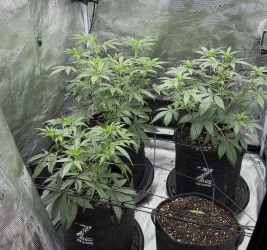 ｆｒｏｓｔｅｄｇｕａｖａ ❄️   | by Green House Seeds. Week 4