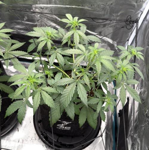 ｆｒｏｓｔｅｄｇｕａｖａ ❄️   | by Green House Seeds. Week 4
