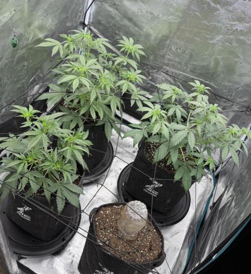 ｆｒｏｓｔｅｄｇｕａｖａ ❄️   | by Green House Seeds. Week 4