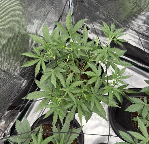 ｆｒｏｓｔｅｄｇｕａｖａ ❄️   | by Green House Seeds. Week 4