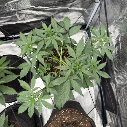 ｆｒｏｓｔｅｄｇｕａｖａ ❄️   | by Green House Seeds. Week 4