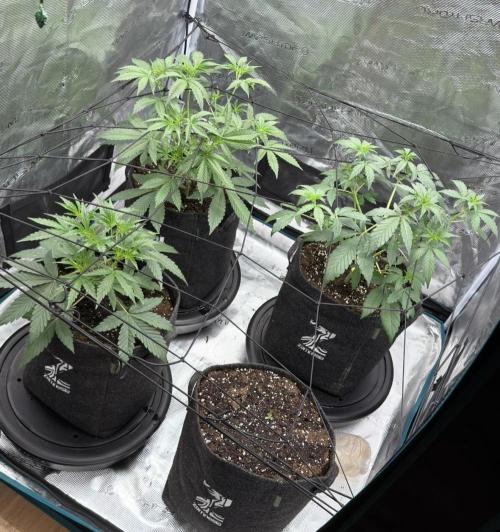 ｆｒｏｓｔｅｄｇｕａｖａ ❄️   | by Green House Seeds. Week 4