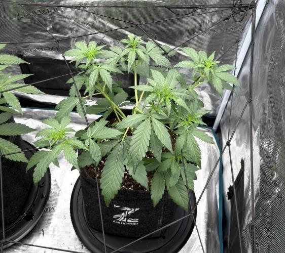 ｆｒｏｓｔｅｄｇｕａｖａ ❄️   | by Green House Seeds. Week 4