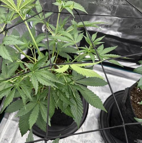 ｆｒｏｓｔｅｄｇｕａｖａ ❄️   | by Green House Seeds. Week 4