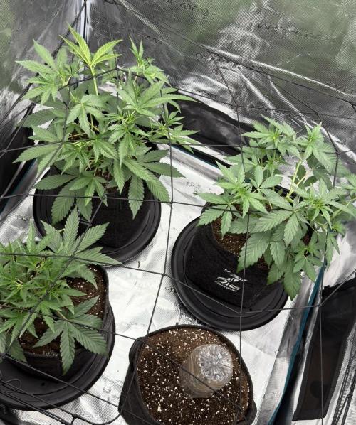 ｆｒｏｓｔｅｄｇｕａｖａ ❄️   | by Green House Seeds. Week 4