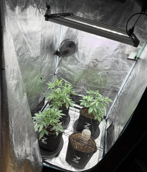 ｆｒｏｓｔｅｄｇｕａｖａ ❄️   | by Green House Seeds. Week 4