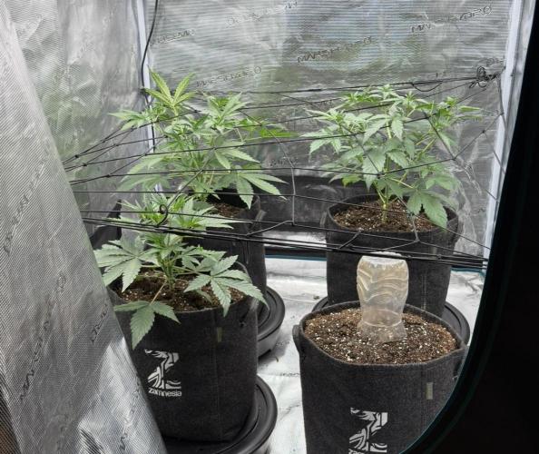 ｆｒｏｓｔｅｄｇｕａｖａ ❄️   | by Green House Seeds. Week 4