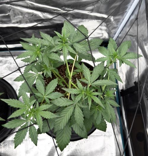 ｆｒｏｓｔｅｄｇｕａｖａ ❄️   | by Green House Seeds. Week 4