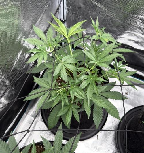 ｆｒｏｓｔｅｄｇｕａｖａ ❄️   | by Green House Seeds. Week 4