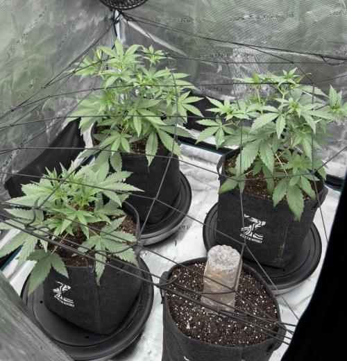 ｆｒｏｓｔｅｄｇｕａｖａ ❄️   | by Green House Seeds. Week 4