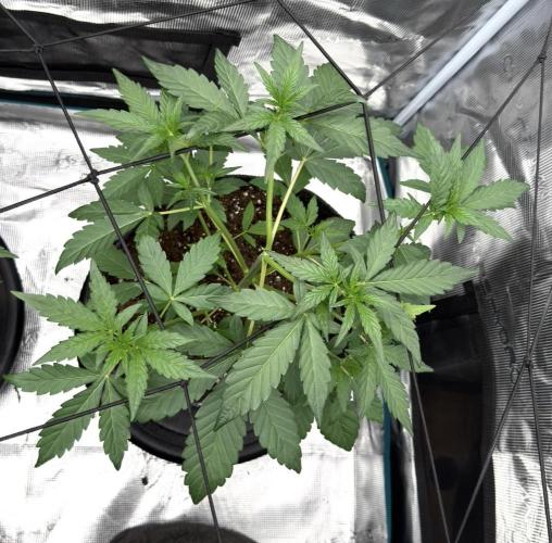ｆｒｏｓｔｅｄｇｕａｖａ ❄️   | by Green House Seeds. Week 4