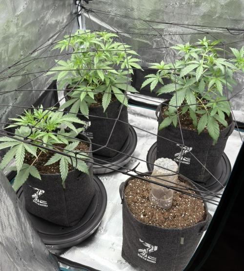 ｆｒｏｓｔｅｄｇｕａｖａ ❄️   | by Green House Seeds. Week 4