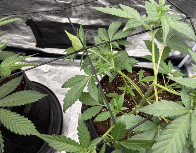 ｆｒｏｓｔｅｄｇｕａｖａ ❄️   | by Green House Seeds. Week 4