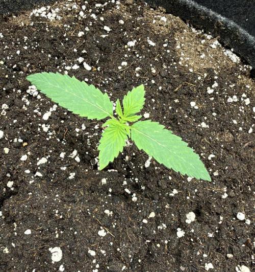ᗷIᔕᑕOTTI ᙭ GEᒪᗩTO by GreenHouseSeeds. Week 1
