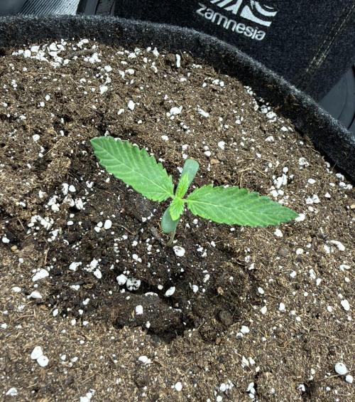 ᗷIᔕᑕOTTI ᙭ GEᒪᗩTO by GreenHouseSeeds. Week 1