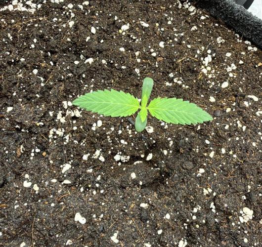 ᗷIᔕᑕOTTI ᙭ GEᒪᗩTO by GreenHouseSeeds. Week 1
