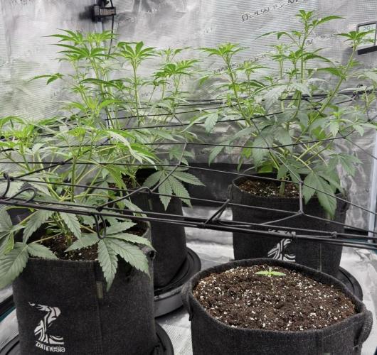ᗷIᔕᑕOTTI ᙭ GEᒪᗩTO by GreenHouseSeeds. Week 1