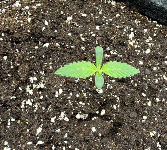 ᗷIᔕᑕOTTI ᙭ GEᒪᗩTO by GreenHouseSeeds. Week 1