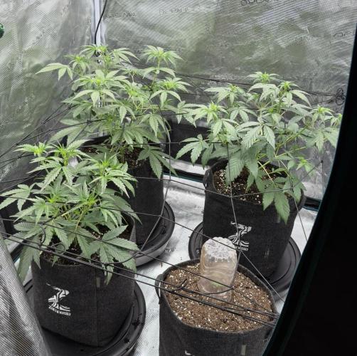 ᗷIᔕᑕOTTI ᙭ GEᒪᗩTO by GreenHouseSeeds. Week 1