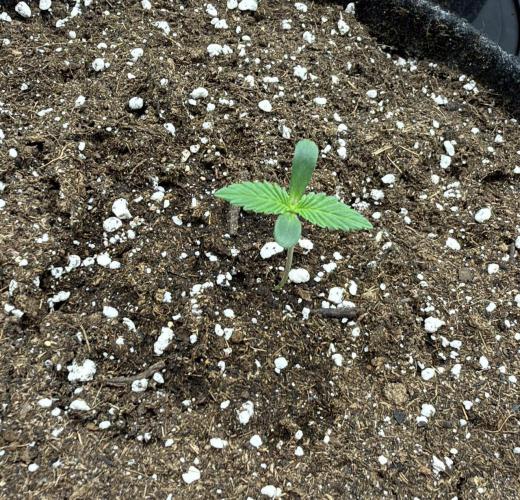 ᗷIᔕᑕOTTI ᙭ GEᒪᗩTO by GreenHouseSeeds. Week 1