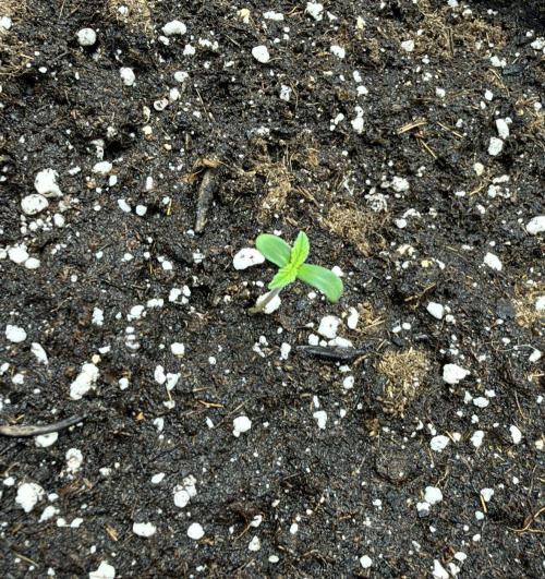 ᗷIᔕᑕOTTI ᙭ GEᒪᗩTO by GreenHouseSeeds. Week 1