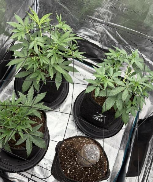 ᗷIᔕᑕOTTI ᙭ GEᒪᗩTO by GreenHouseSeeds. Week 1