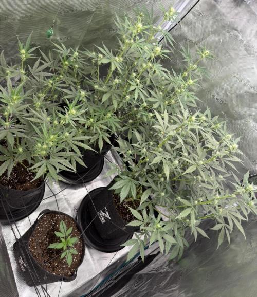 ｆｒｏｓｔｅｄｇｕａｖａ ❄️   | by Green House Seeds. Week 5