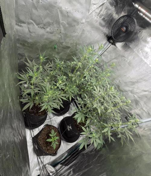 ｆｒｏｓｔｅｄｇｕａｖａ ❄️   | by Green House Seeds. Week 5