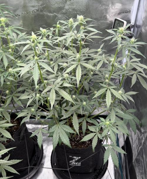 ｆｒｏｓｔｅｄｇｕａｖａ ❄️   | by Green House Seeds. Week 5