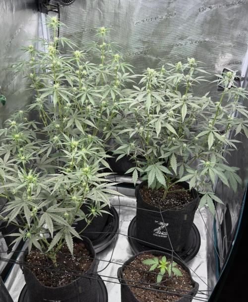 ｆｒｏｓｔｅｄｇｕａｖａ ❄️   | by Green House Seeds. Week 5