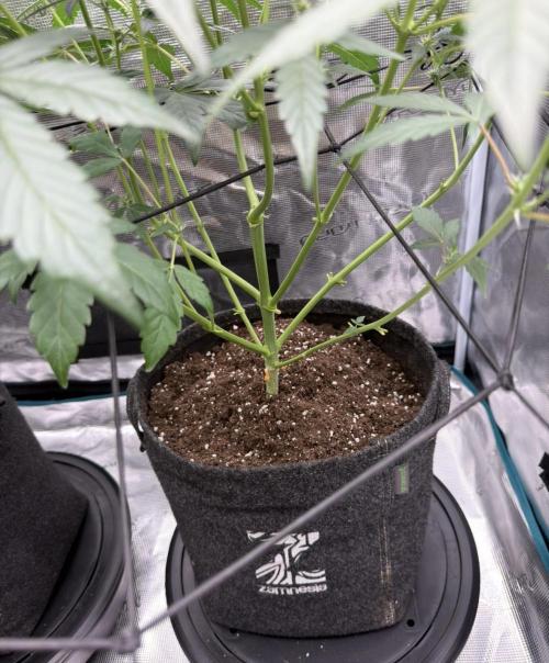 ｆｒｏｓｔｅｄｇｕａｖａ ❄️   | by Green House Seeds. Week 5