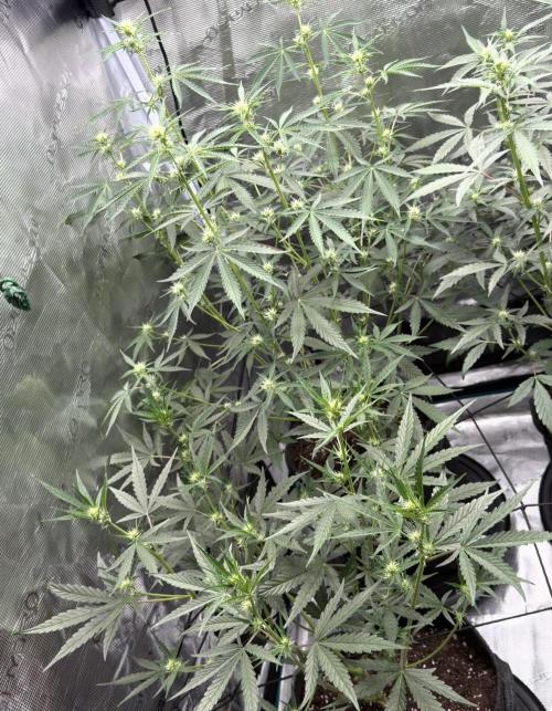 ｆｒｏｓｔｅｄｇｕａｖａ ❄️   | by Green House Seeds. Week 5