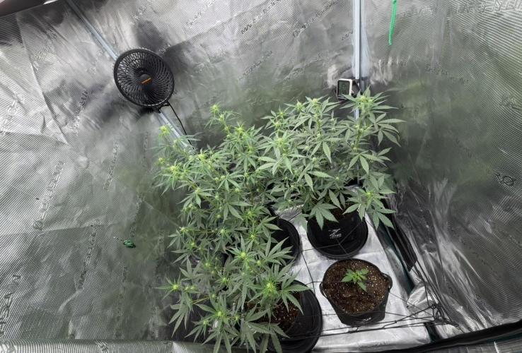 ｆｒｏｓｔｅｄｇｕａｖａ ❄️   | by Green House Seeds. Week 5