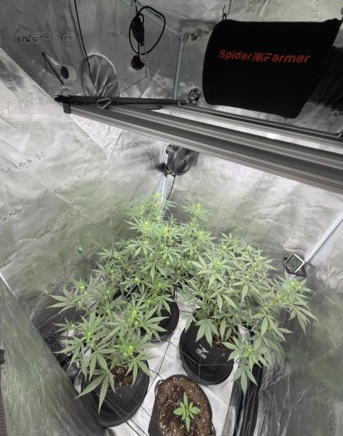 ｆｒｏｓｔｅｄｇｕａｖａ ❄️   | by Green House Seeds. Week 5