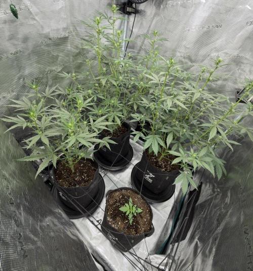 ｆｒｏｓｔｅｄｇｕａｖａ ❄️   | by Green House Seeds. Week 5