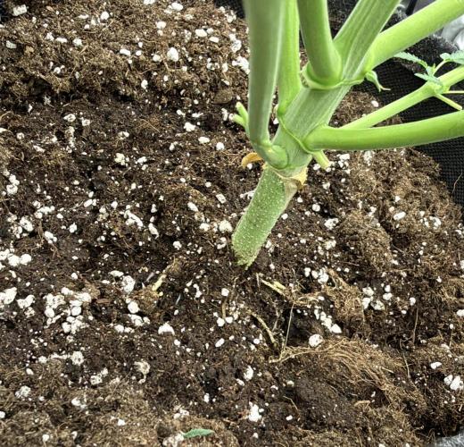 ｆｒｏｓｔｅｄｇｕａｖａ ❄️   | by Green House Seeds. Week 5