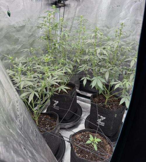 ｆｒｏｓｔｅｄｇｕａｖａ ❄️   | by Green House Seeds. Week 5