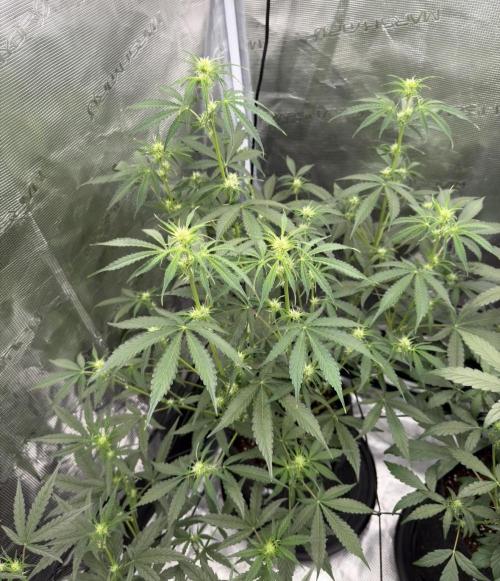ｆｒｏｓｔｅｄｇｕａｖａ ❄️   | by Green House Seeds. Week 5