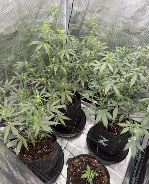 ｆｒｏｓｔｅｄｇｕａｖａ ❄️   | by Green House Seeds. Week 5