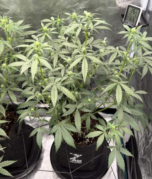 ｆｒｏｓｔｅｄｇｕａｖａ ❄️   | by Green House Seeds. Week 5
