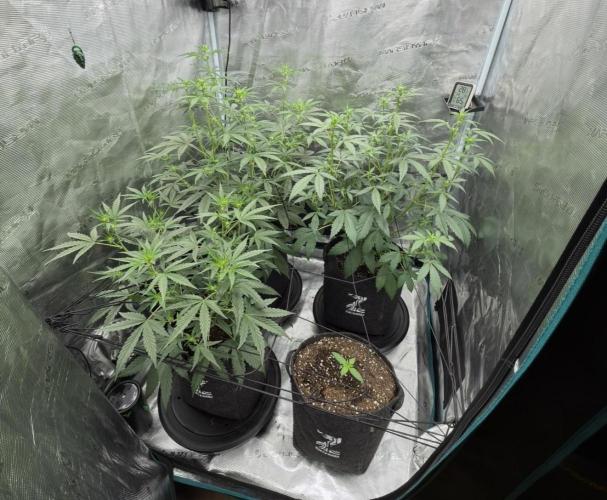 ｆｒｏｓｔｅｄｇｕａｖａ ❄️   | by Green House Seeds. Week 5