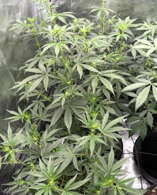 ｆｒｏｓｔｅｄｇｕａｖａ ❄️   | by Green House Seeds. Week 5
