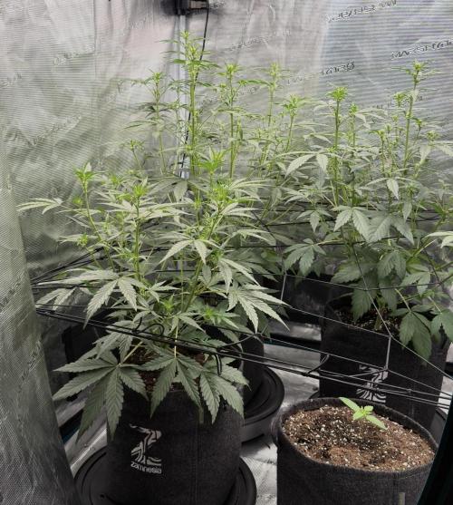 ｆｒｏｓｔｅｄｇｕａｖａ ❄️   | by Green House Seeds. Week 5