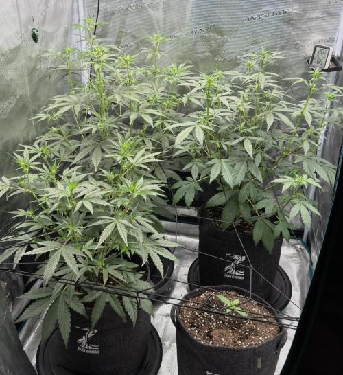 ｆｒｏｓｔｅｄｇｕａｖａ ❄️   | by Green House Seeds. Week 5