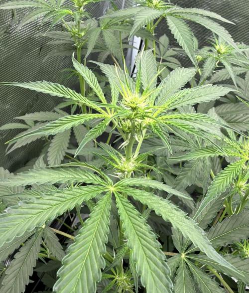 ｆｒｏｓｔｅｄｇｕａｖａ ❄️   | by Green House Seeds. Week 5