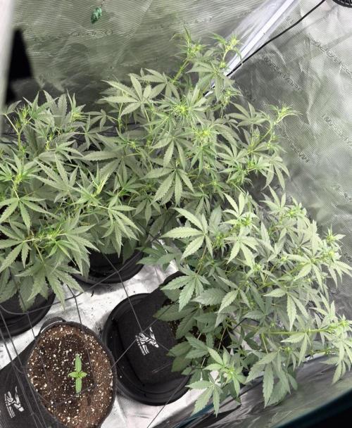 ｆｒｏｓｔｅｄｇｕａｖａ ❄️   | by Green House Seeds. Week 5