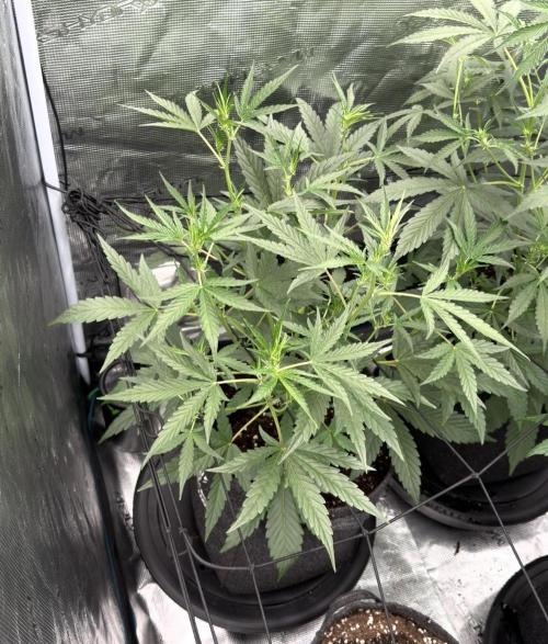 ｆｒｏｓｔｅｄｇｕａｖａ ❄️   | by Green House Seeds. Week 5
