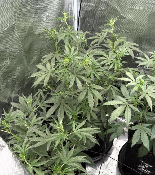 ｆｒｏｓｔｅｄｇｕａｖａ ❄️   | by Green House Seeds. Week 5