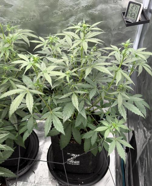 ｆｒｏｓｔｅｄｇｕａｖａ ❄️   | by Green House Seeds. Week 5